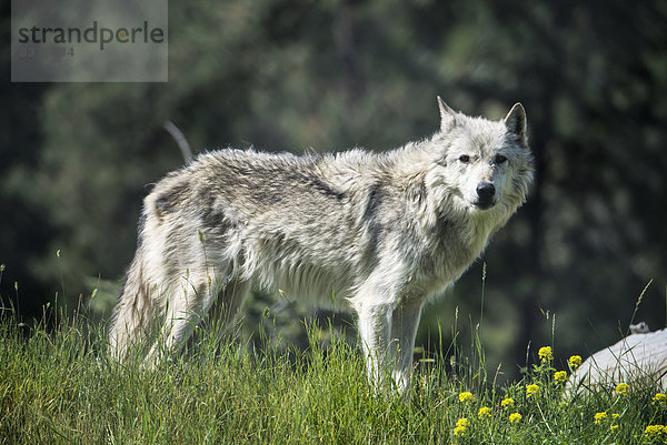Grauwolf Canis lupus pambasileus Kamloops britisch British Columbia Kanada Wildtier
