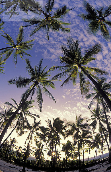 Vereinigte Staaten von Amerika  USA  Baum  Geschichte  Palme  Kokosnuss  Puuhonua o Honaunau  Kona  Hain  Hawaii  Süden