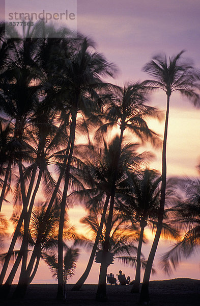 Vereinigte Staaten von Amerika  USA  Stuhl  Strand  Sonnenuntergang  Baum  Bucht  Hawaii