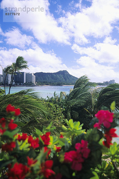 Vereinigte Staaten von Amerika  USA  entfernt  Tropisch  Tropen  subtropisch  Blume  blühen  Gebäude  Küste  rot  Fokus auf den Vordergrund  Fokus auf dem Vordergrund  Hawaii