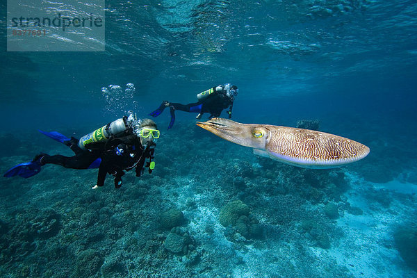 sepia getont Taucher Mikronesien Tintenfisch Palau