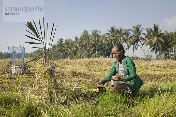 Frau  Angebot  Produktion  Feld  Reis  Reiskorn  Indonesien
