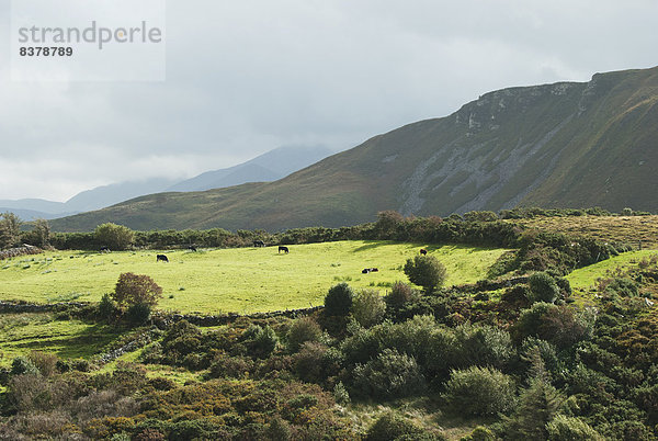 entfernt  Berg  Überfluss  Feld  Rind  grasen  Irland