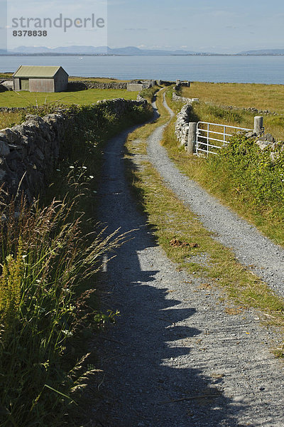 Weg  Küste  Insel  Gras  Galway  Irland