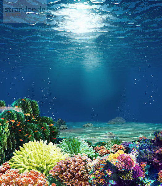 Buntes Korallenriff unter Wasser mit Sonnenstrahl