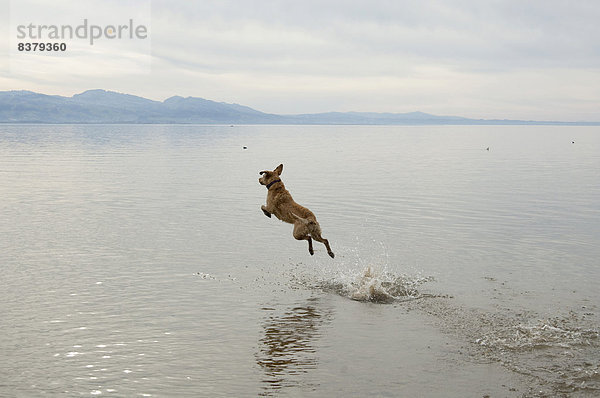 Hund springt in den Bodensee  Schwaben  Bayern  Deutschland