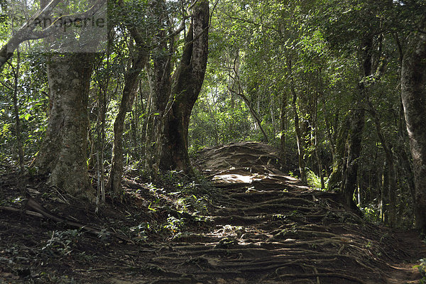 Wurzeln auf einem Pfad durch den Regenwald  bei Lopes Mendes  Ilha Grande  Bundesstaat Rio de Janeiro  Brasilien