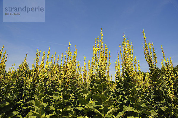 Großblütige Königskerzen (Verbascum densiflorum)  gegen blauen Himmel  Bayern  Deutschland