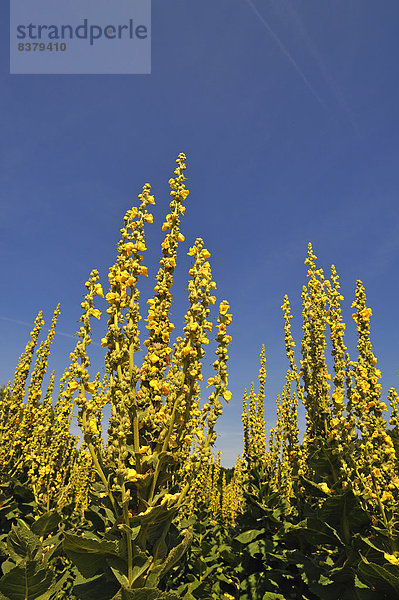 Großblütige Königskerzen (Verbascum densiflorum)  gegen blauen Himmel  Bayern  Deutschland