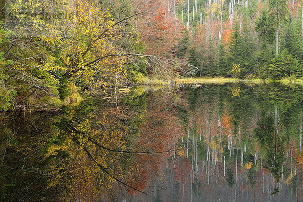 Triftteich Martinsklause im Herbst  Grafenau  Bayerischer Wald  Bayern  Deutschland