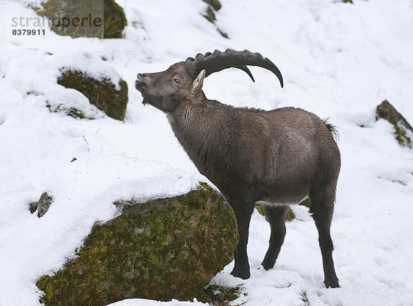 Alpensteinbock (Capra ibex) steht im Schnee und flehmt  captive  Hessen  Deutschland
