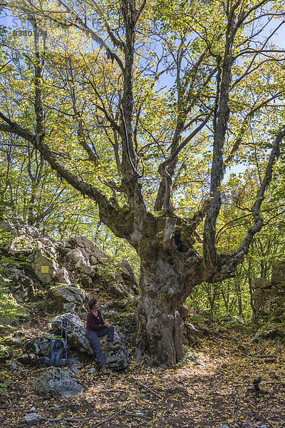 Berg-Ahorn (Acer pseudoplatanus)  darunter sitzt eine Wanderin  Naturpark Parco delle Madonie  bei Petralia Sottana  Sizilien  Italien