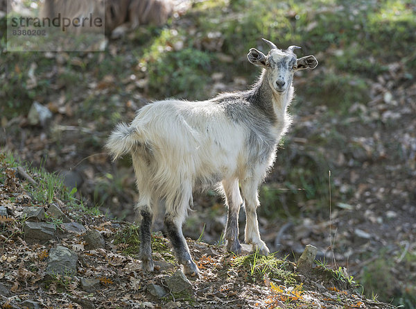 Freilebende weiße Ziege im Nebrodi-Naturpark  Sizilien  Italien