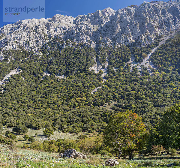 Gebirgslandschaft mit Kalkfelsen und Eichenwald (Quercus)  Naturpark Parco delle Madonie  Sizilien  Italien