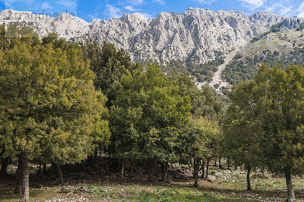 Gebirgslandschaft mit Kalkfelsen und Eichenwald (Quercus)  Naturpark Parco delle Madonie  Sizilien  Italien