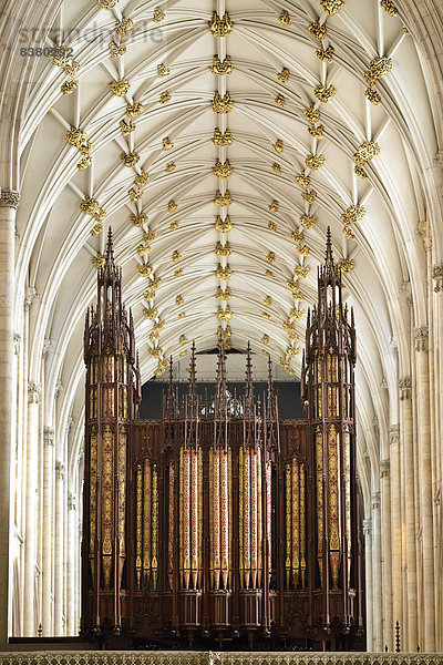 Orgel von Elliott und Hill  Netzrippengewölbe  York Minster  York  North Yorkshire  England  Großbritannien