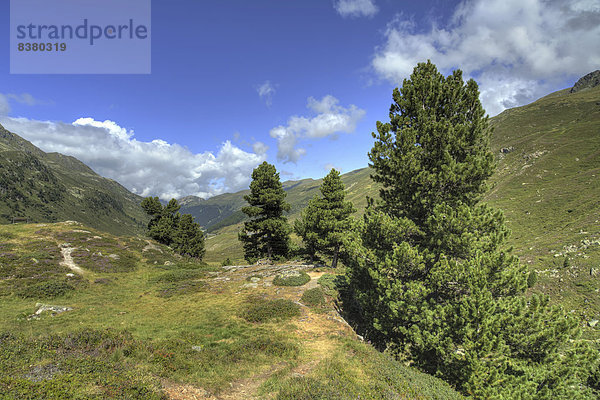 Stein Kiefer Pinus sylvestris Kiefern Föhren Pinie schweizerisch Schweiz Kanton Graubünden