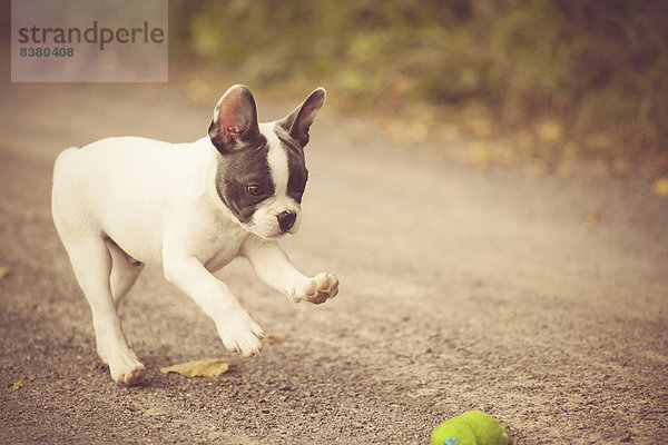 Französische Bulldogge  Welpe spielt mit Ball auf einem Weg