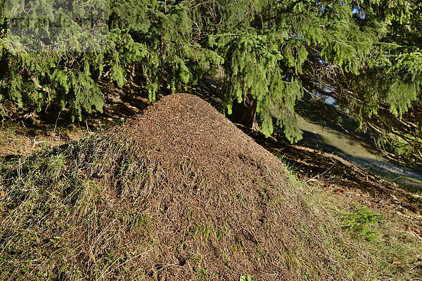 Ameisenhaufen der Großen Roten Waldameise (Formica rufa)  Tirol  Österreich