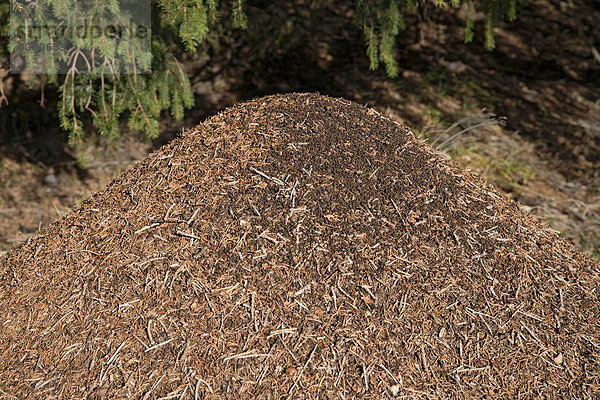Ameisenhaufen der Großen Roten Waldameise (Formica rufa)  Tirol  Österreich