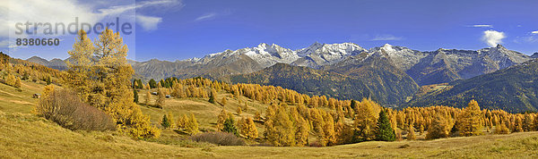 Lärchenwald (Larix) im Herbst  dahinter die Zillertaler Alpen mit den Bergen Olperer  Fußstein  Schrammacher  und Sagwandspitze  Tirol  Österreich