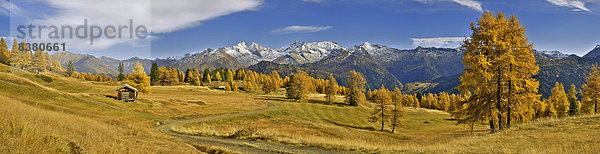 Lärchenwald (Larix) im Herbst  dahinter die Zillertaler Alpen mit den Bergen Olperer  Fußstein  Schrammacher  und Sagwandspitze  Tirol  Österreich