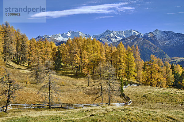 Lärchenwald (Larix) im Herbst  dahinter die Zillertaler Alpen  Tirol  Österreich