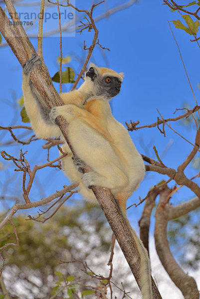 Goldkronensifaka (Propithecus tattersalli)  Daraina Nature Reserve  Madagaskar