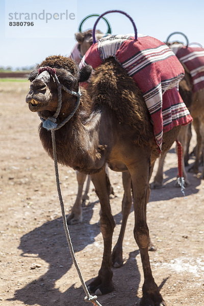 Nordafrika  Außenaufnahme  Afrika  Kamel  Marrakesch  Marokko