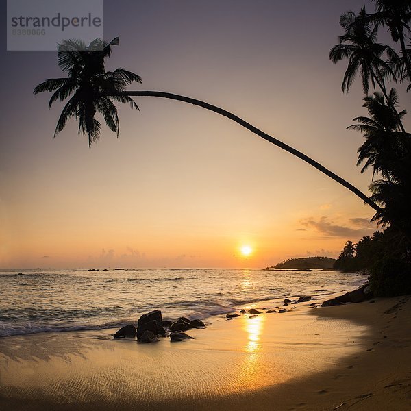 Tropisch  Tropen  subtropisch  Strand  Sonnenuntergang  Baum  Palme  Asien  Sri Lanka