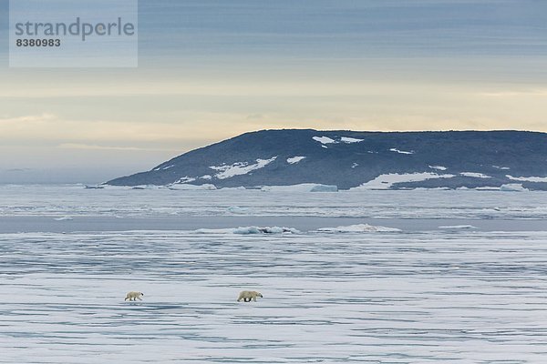 Bär  Europa  Tasse  Eis  Norwegen  Spitzbergen  Mutter - Mensch  Skandinavien  Meerenge  Svalbard  Jahr