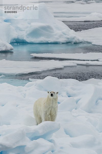 Bär  Europa  junger Erwachsener  junge Erwachsene  Eis  Norwegen  jung  Spitzbergen  Erwachsener  Skandinavien  Meerenge  Svalbard