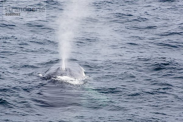 Flosse  Flossen  nahe  Europa  Norwegen  Wasseroberfläche  Spitzbergen  Erwachsener  Skandinavien  auftauchen  Svalbard  Wal