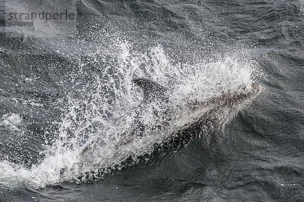 Delphin  Delphinus delphis  Europa  Küste  weiß  Norwegen  Schnabel  Spitzbergen  Erwachsener  Dalbe  Skandinavien  Svalbard  Westen