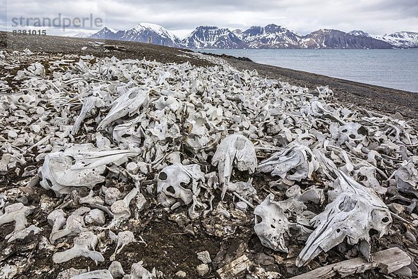 Weißwal  Delphinapterus leucas  Europa  Norwegen  verteilen  Spitzbergen  links  Skandinavien  Svalbard