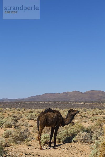 Nordafrika  Afrika  Marokko