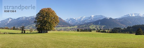 Europa  Baum  Landschaft  Herbst  1  Allgäu  Füssen  Bayern  Deutschland