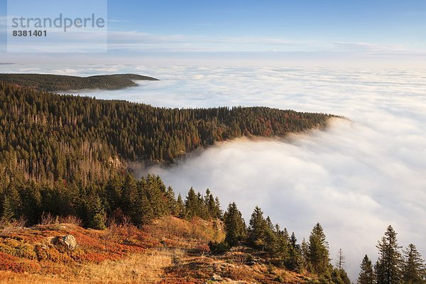 Europa  Morgen  Sonnenaufgang  Nebel  früh  Herbst  Schwarzwald  Deutschland