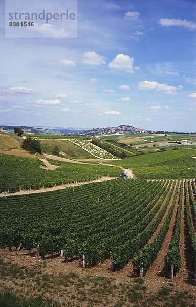 Weinbergen  Loire-Tal und Sancerre in der Ferne  Frankreich