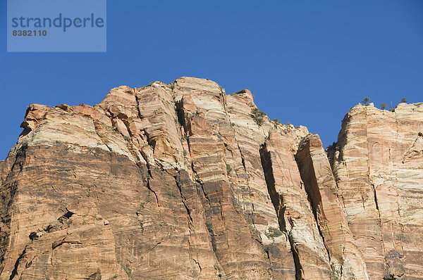 Zion Nationalpark  Utah  Vereinigte Staaten von Amerika  Nordamerika