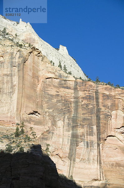 Zion Nationalpark  Utah  Vereinigte Staaten von Amerika  Nordamerika