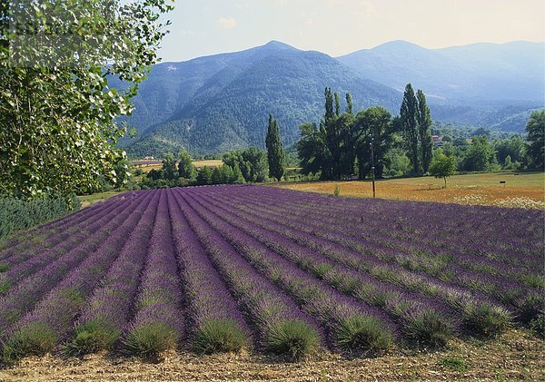 Lavendel Feld  Plateau de Sault  Provence  Frankreich