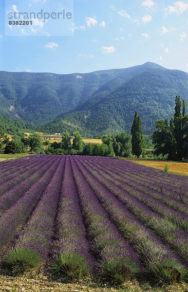 Ernte von Lavendel  Le Plateau de Sault  Provence  Frankreich