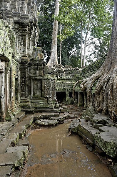 flirten  früh  Mittelpunkt  Südostasien  UNESCO-Welterbe  Vietnam  Angkor  Asien  Kambodscha  Siem Reap