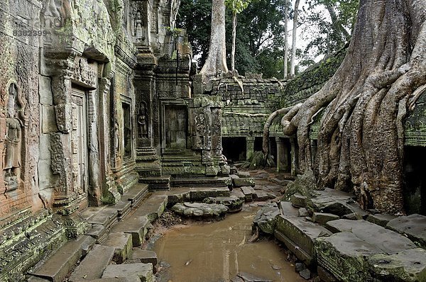 flirten  früh  Mittelpunkt  Südostasien  UNESCO-Welterbe  Vietnam  Angkor  Asien  Kambodscha  Siem Reap