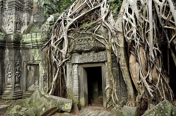 flirten  früh  Mittelpunkt  Südostasien  UNESCO-Welterbe  Vietnam  Angkor  Asien  Kambodscha  Siem Reap