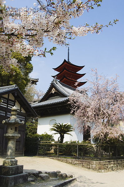 5  Kirsche  Blüte  UNESCO-Welterbe  Asien  Japan  Pagode