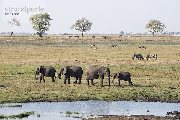 Elefanten (Loxodonta africana)  Chobe Nationalpark  Botsuana  Afrika