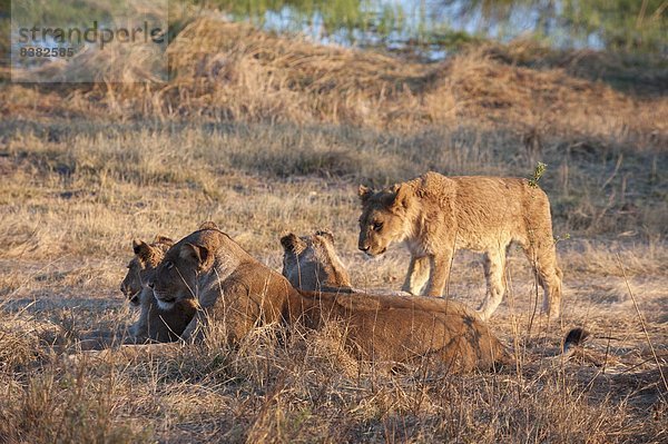 Afrika  Botswana  Okavangodelta