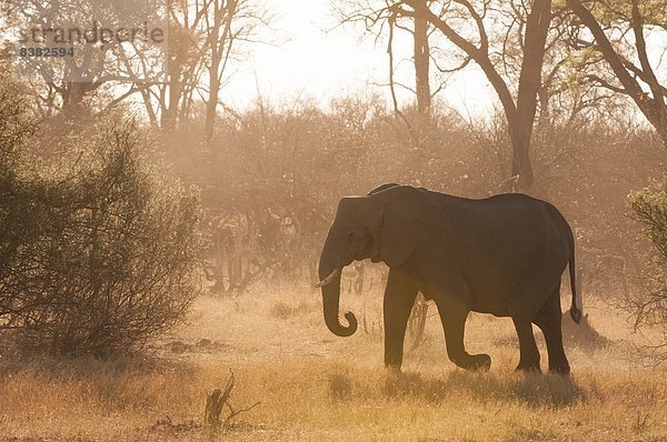 Afrika  Botswana  Okavangodelta